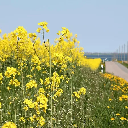 Lägenhet Idyllische Mit Pool In Mecklenburg